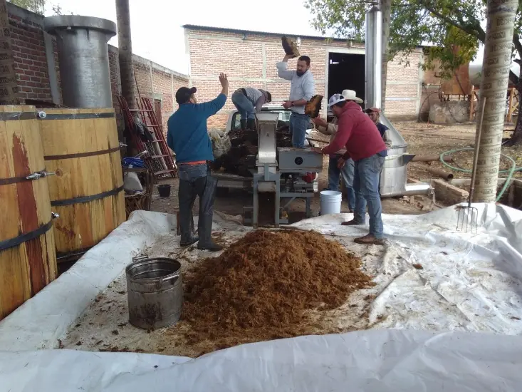 Molienda mecánica del maguey cocido